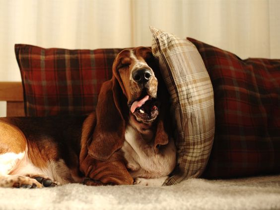 yawning Basset Hound lying on the couch