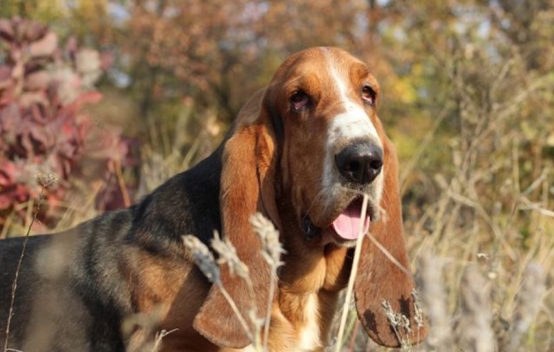 kap basset hound a fogyáshoz)