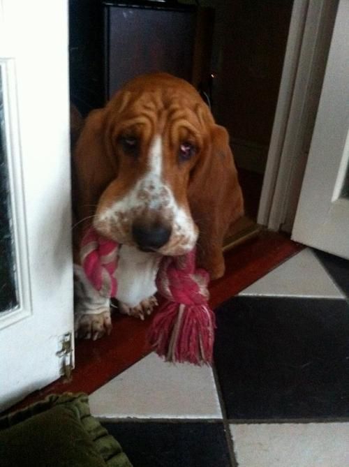 A sad Basset Hound standing by the door with a tug toy in its mouth