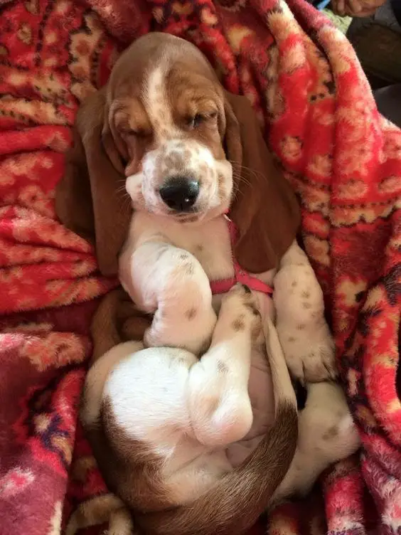 Basset Hound puppy sleeping in a red blanket