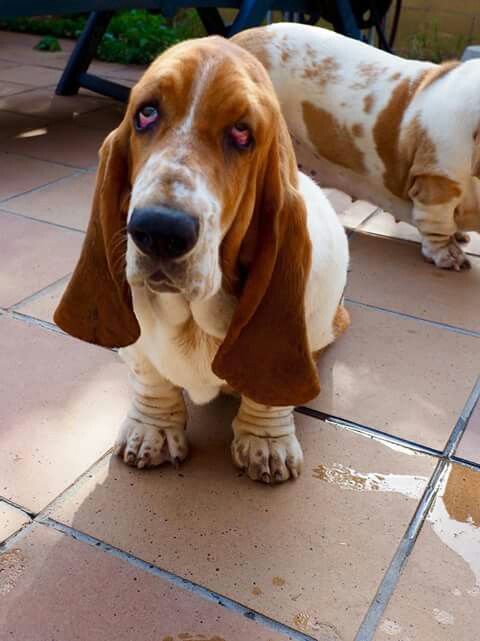 siting Basset Hound dog with tired face