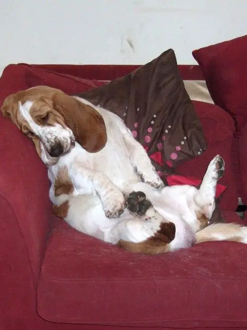 A Basset Hound sitting on the couch while sleeping