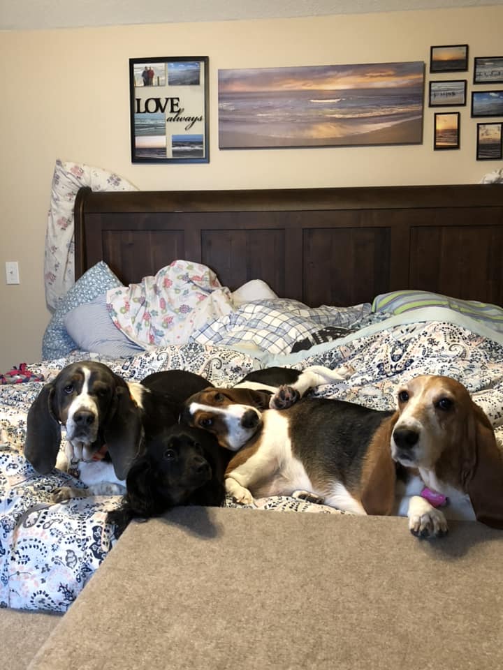 four Basset Hounds in bed