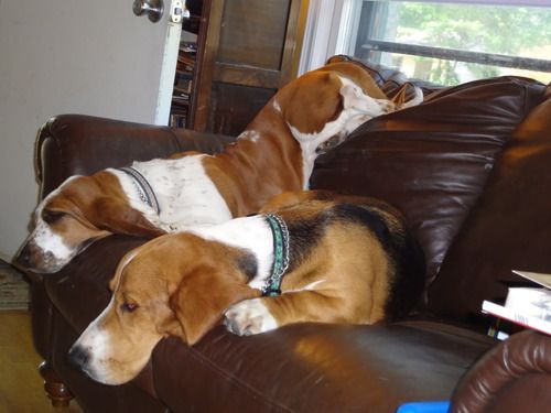 two Basset Hound sleeping on the couch