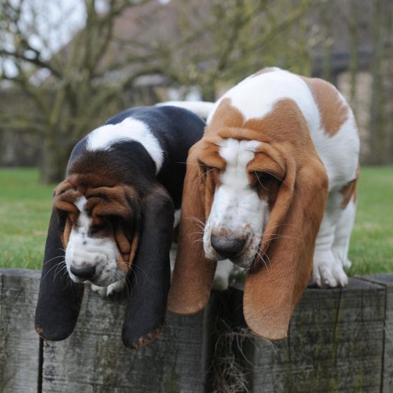 two Basset Hound sitting on top of a wooden large fence
