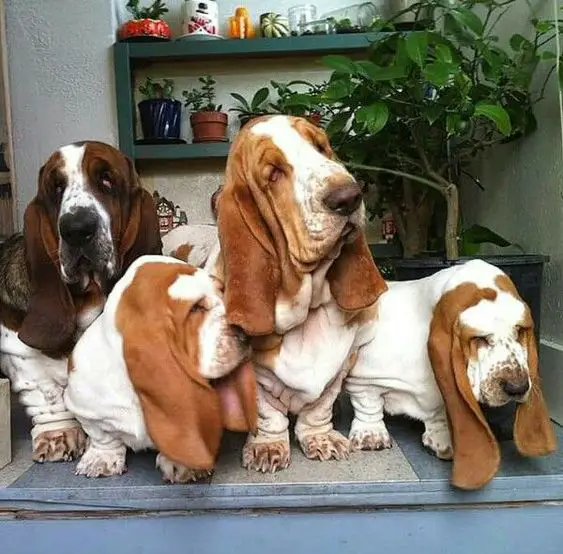four Basset Hounds on the floor