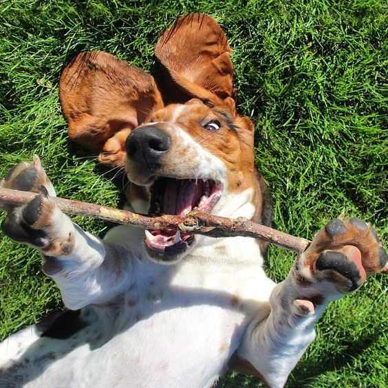 Basset Hound lying on the green grass with a stick on its mouth