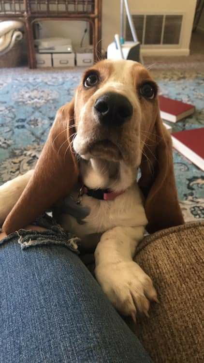 A Basset Hound puppy leaning towards the couch with its begging face