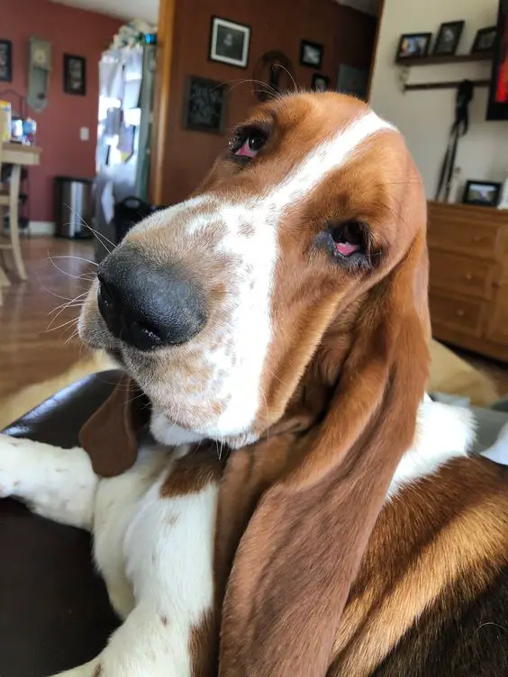 close up face of Basset Hound dog sitting on the couch