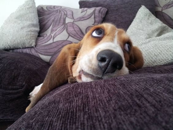 Basset Hound puppy with begging face on the couch