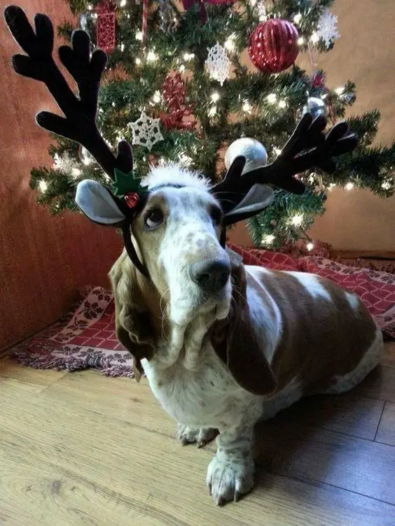 Basset Hound under the christmas tree in reindeer headband