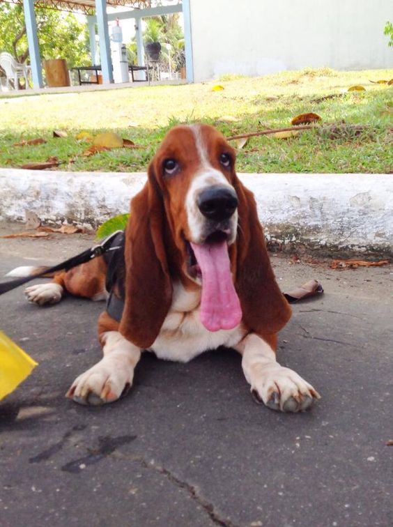 Basset Hound lying down on the floor with its long tongue out