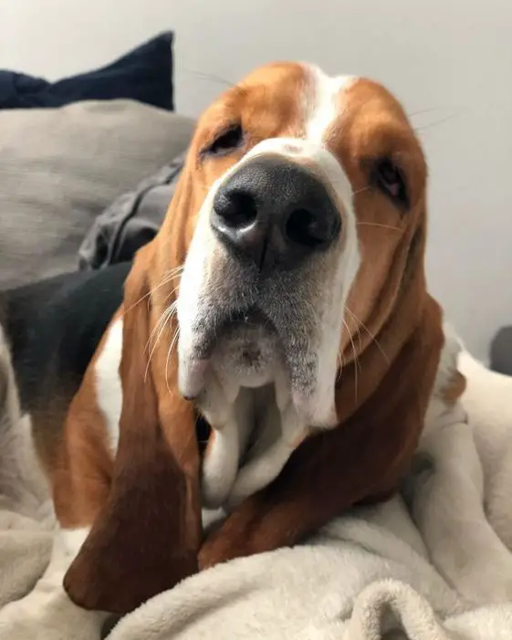 Basset Hound in bed with a sleepy face