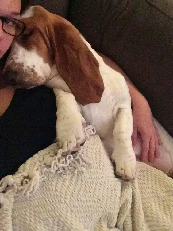 Basset Hound sleeping soundly beside a woman on the bed