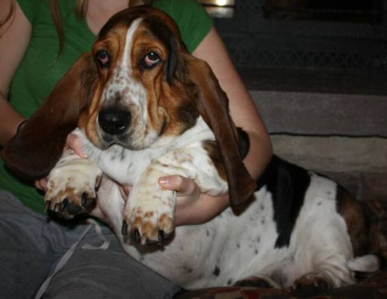 Basset Hound sitting beside a lady