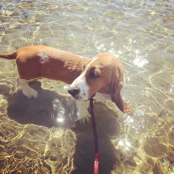 Basset Hound walking in the water