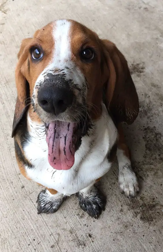 Basset Hound sitting on the floor with its tongue out while its mouth and feet and dirty with mud
