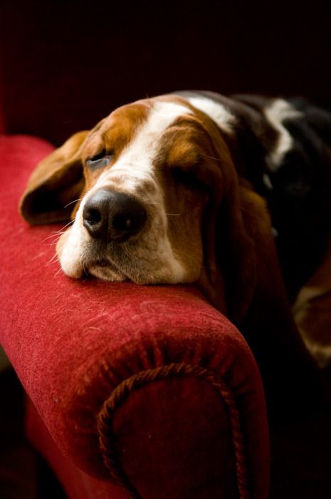 Basset Hound dog sleeping on the couch