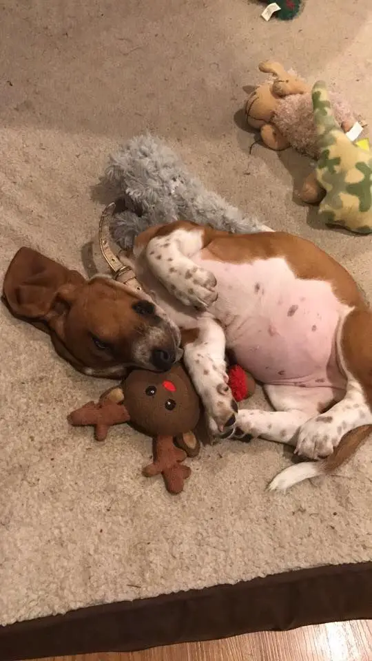 A Basset Hound sleeping on the floor with its stuffed toys