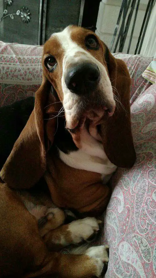 A Basset Hound sitting on the couch with its begging face