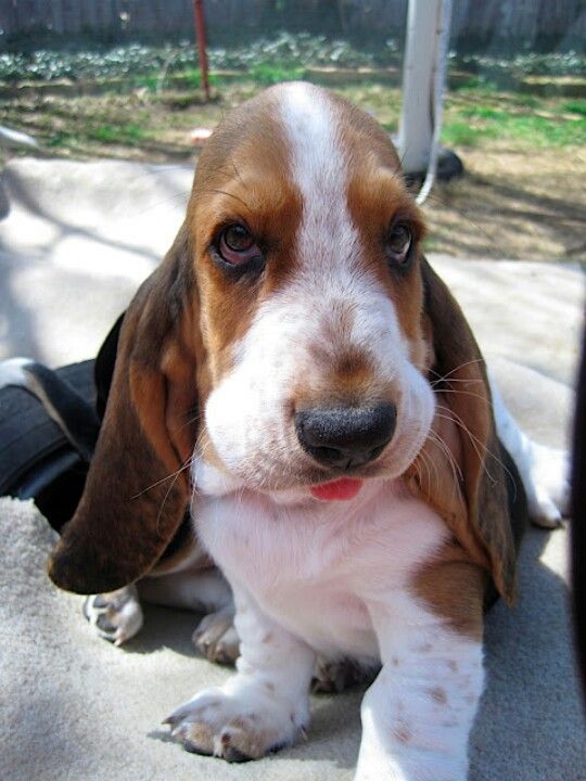 Basset Hound puppy sitting on the floor with its small tongue out