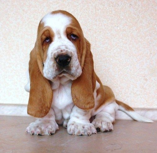A Basset Hound puppy sitting on the floor with its tired face