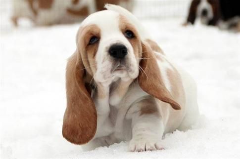 An adorable Basset Hound puppy walking in snow