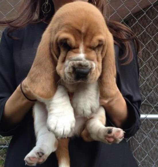 A woman holding a sleeping Basset Hound puppy