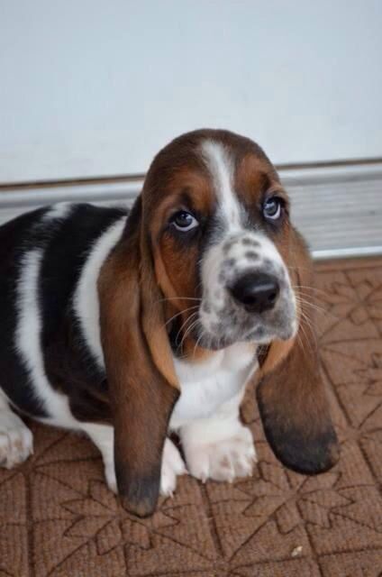 A Basset Hound sitting on the floor with its sad face