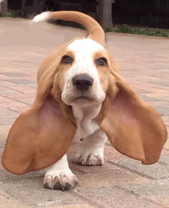 A Basset Hound puppy walking on the pavement with its ears spread out