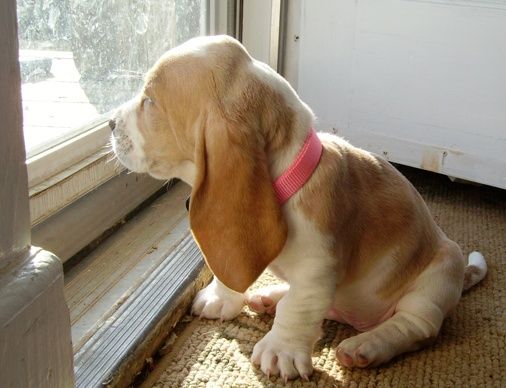 Basset Hound puppy at the door looking outside