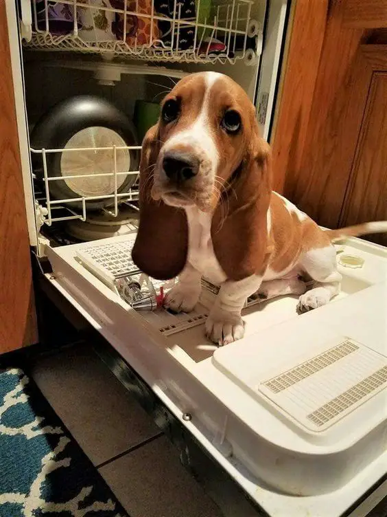 Basset Hound sitting on the dishwasher