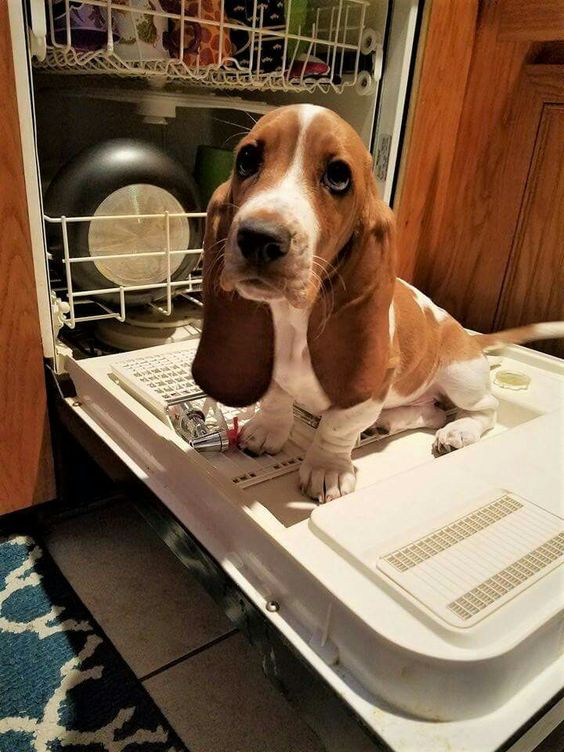 Basset Hound sitting on the dishwasher