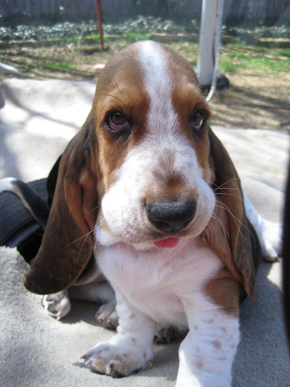 Basset Hound puppy sitting on the ground