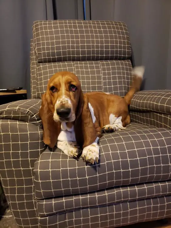 Basset Hound dog resting on the couch