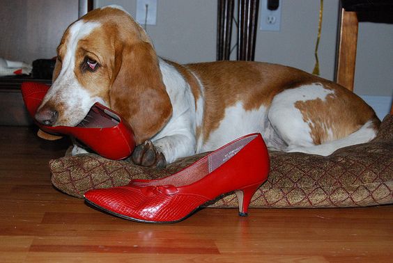Basset Hound dog resting on its bed with a red shoe on its mouth