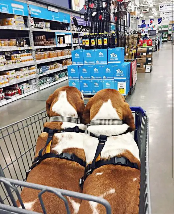 two Basset Hound in a shopping cart