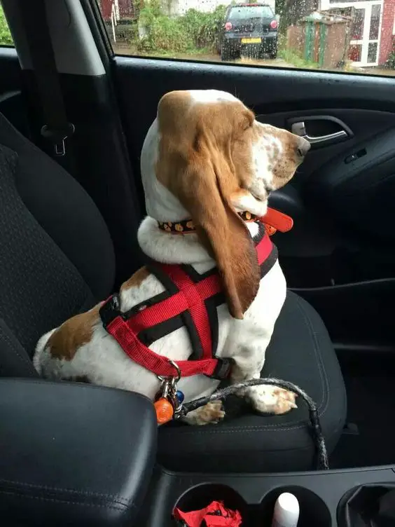 Basset Hound dog sitting on the car