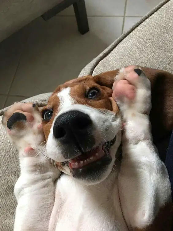 A Basset Hound puppy lying on the couch with its paw on the side of its face