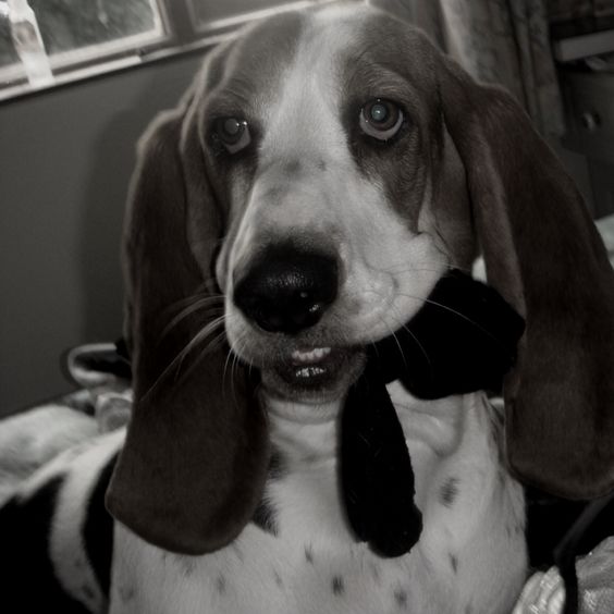 A black and white photo of a Basset Hound with a socks in its mouth