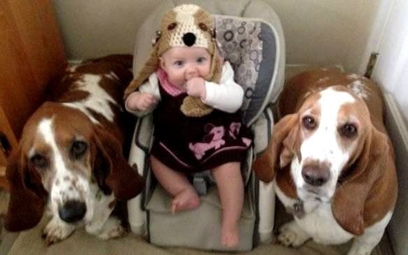 a baby in between two Basset Hounds