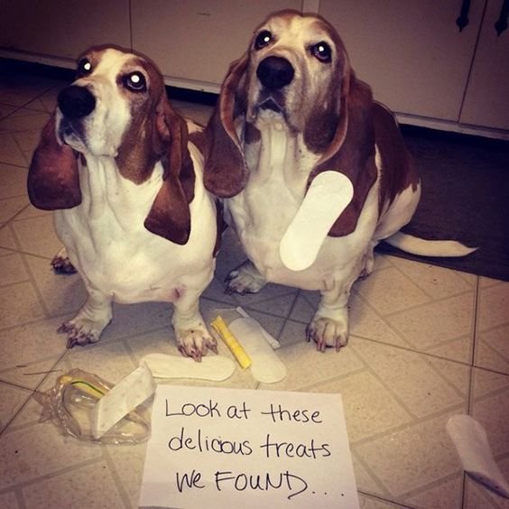 two Basset Hound sitting on the floor with panty liners on the floor and a note - Look at these delicious treats we found