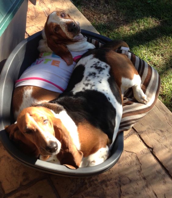 two Basset Hounds lying on a large bucket in the garden