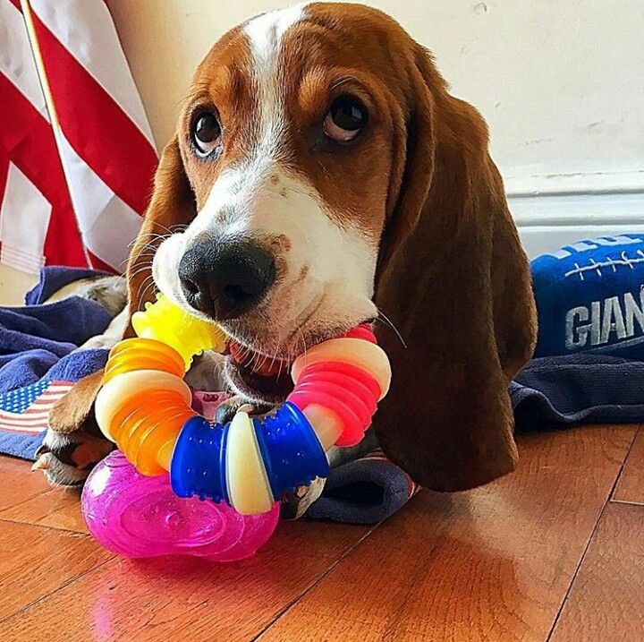 Basset Hound lying on the floor while chewing its toy