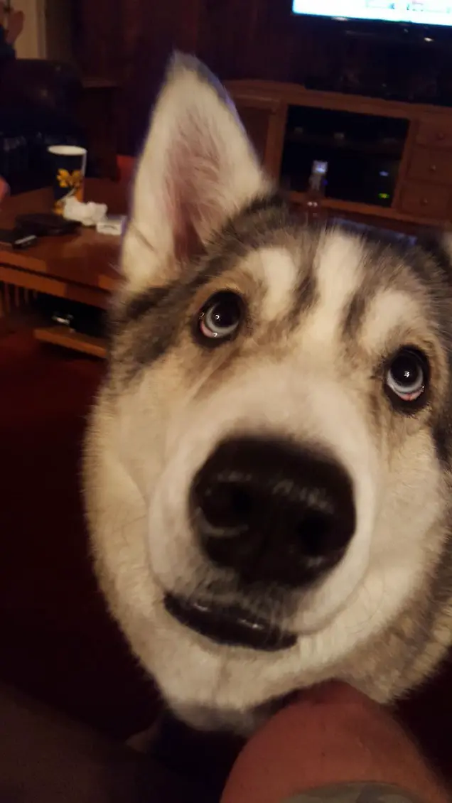 sad and begging face of a husky