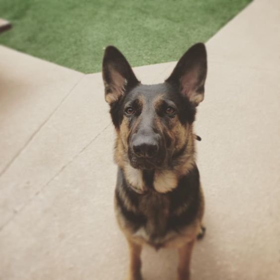 German Shepherd dog sitting on the floor while looking up with its begging face