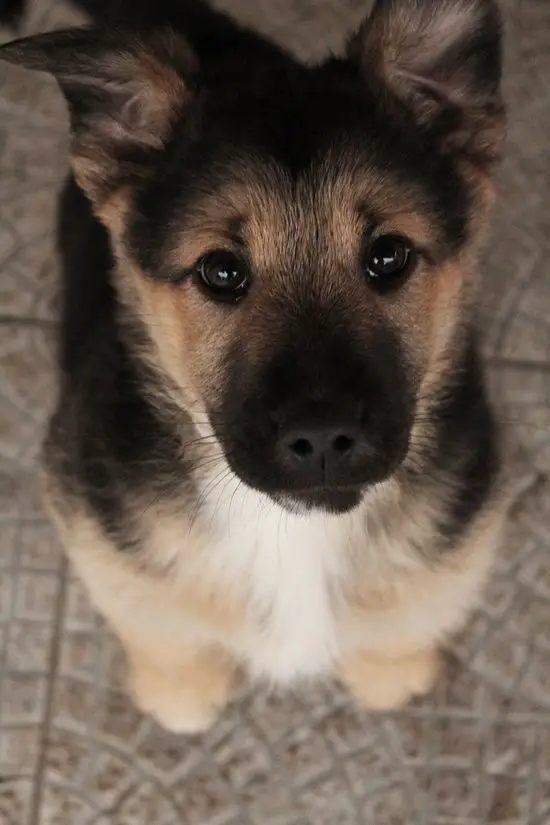 German Shepherd puppy sitting on the floor while looking up with its sad eyes