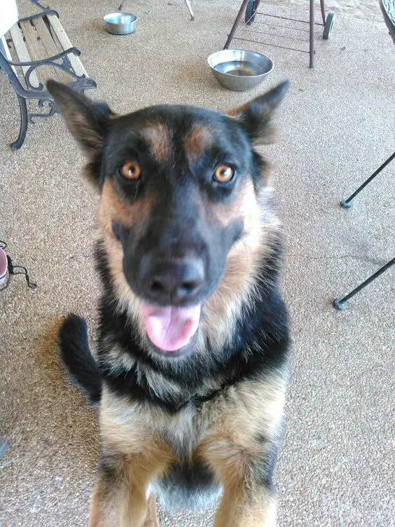 German Shepherd dog standing up with its happy face