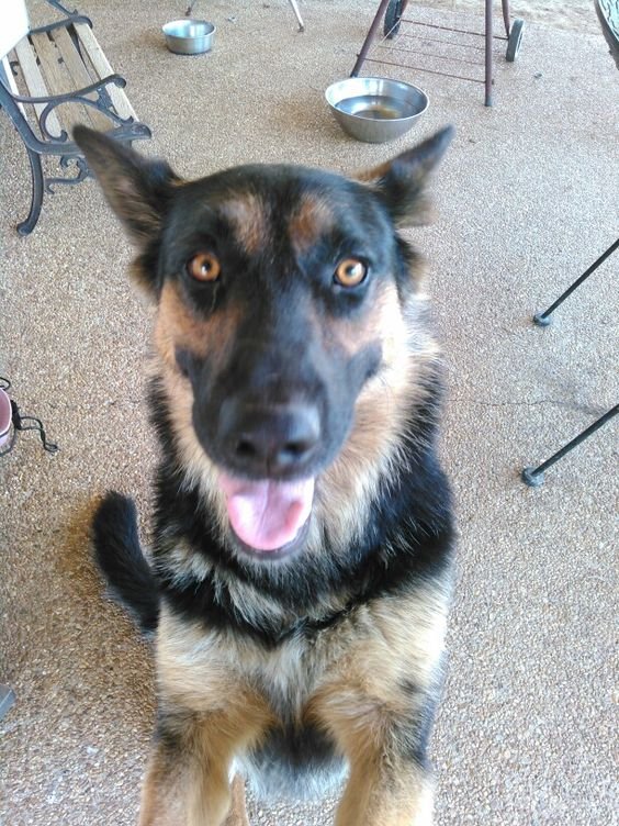 German Shepherd dog standing up with its happy face