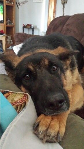 German Shepherd dog lying down on the couch with its face on top of his paws while staring with his sad eyes